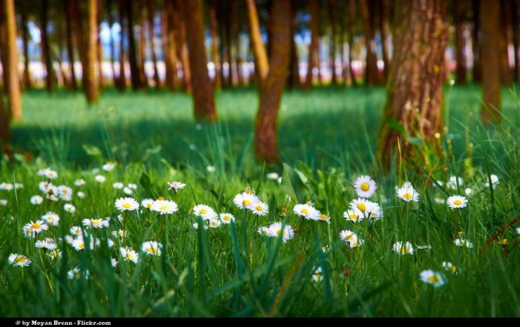 spring